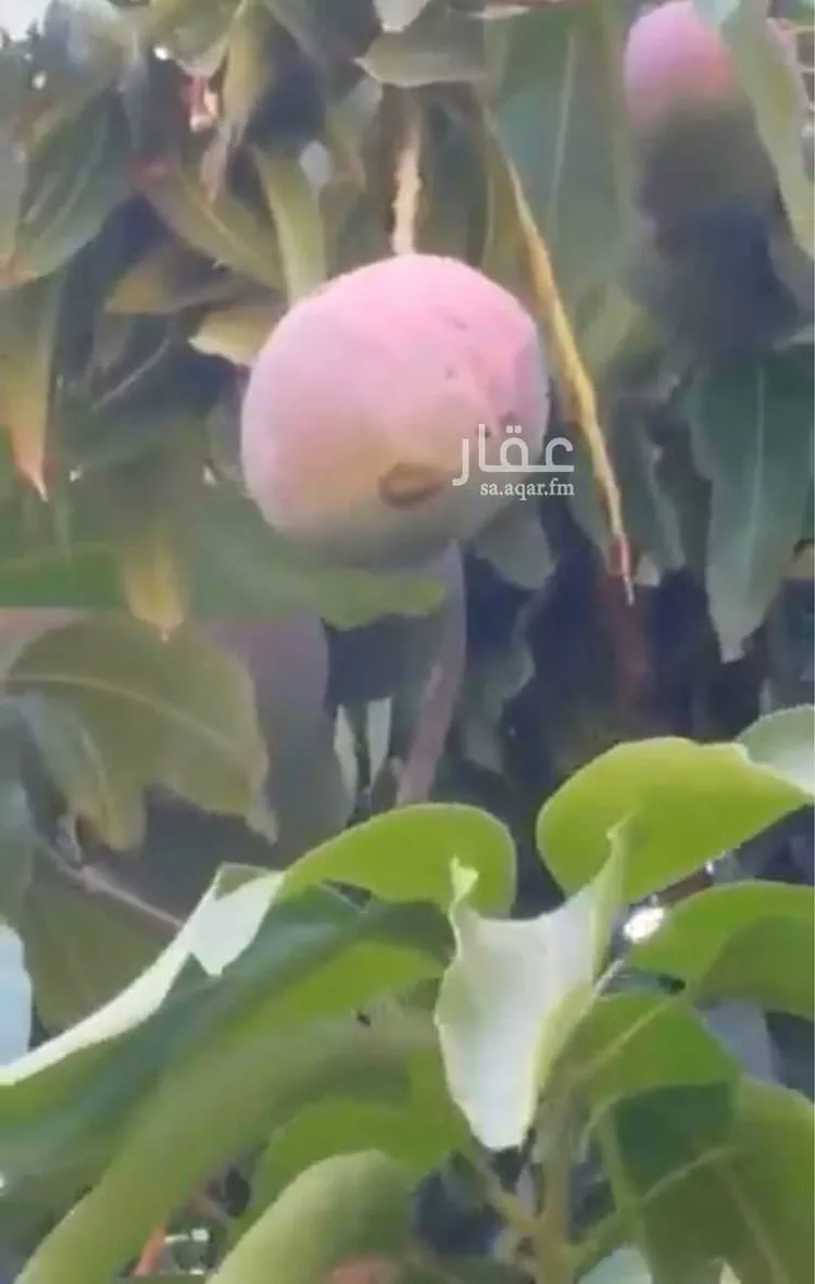 مزرعة للبيع في شارع خسلف 5307, مدينة الحجر, منطقة مكة المكرمة صورة 4