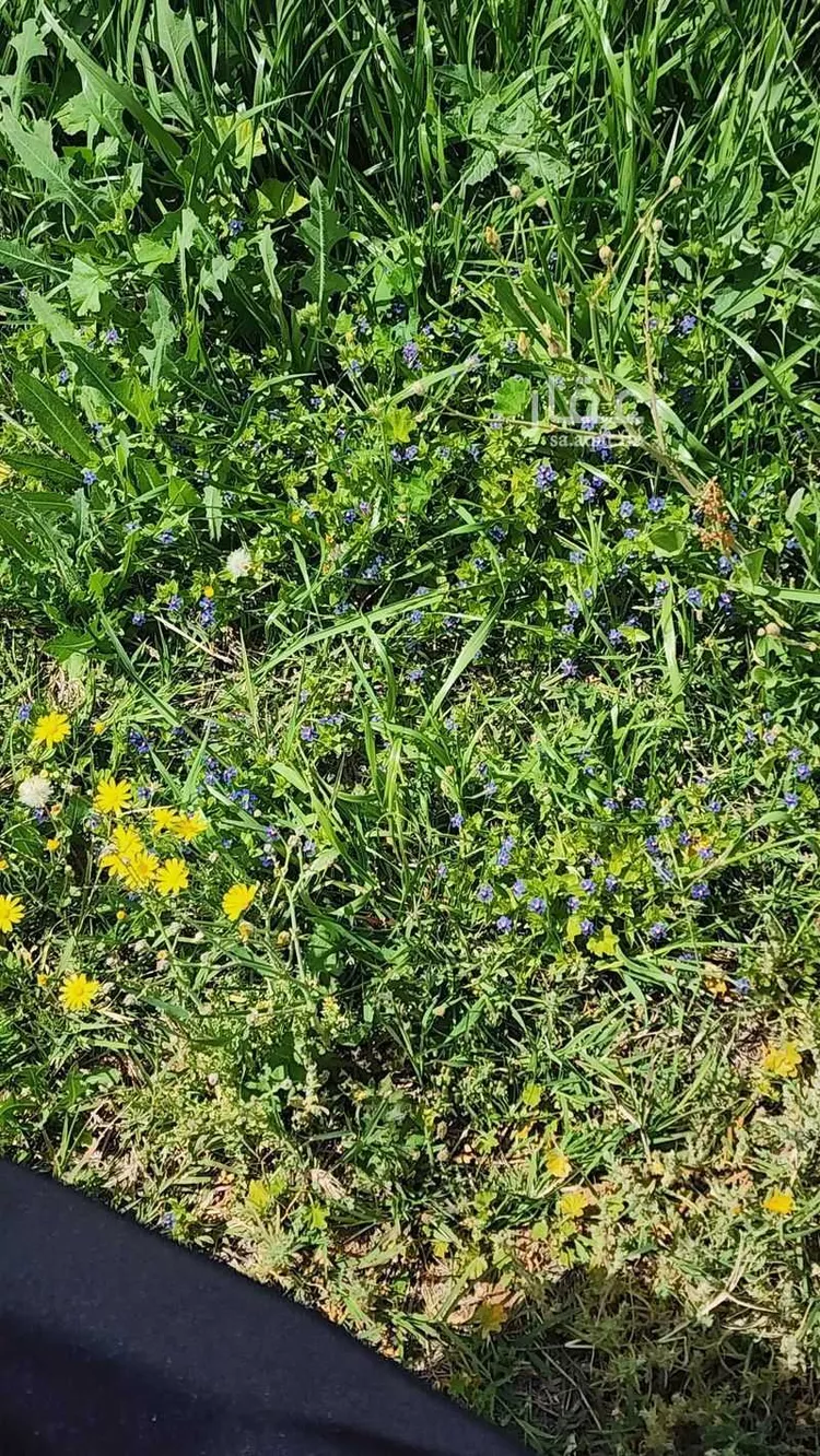 Farm for Sale in Al Bukayriyah Al Fahd صورة 4
