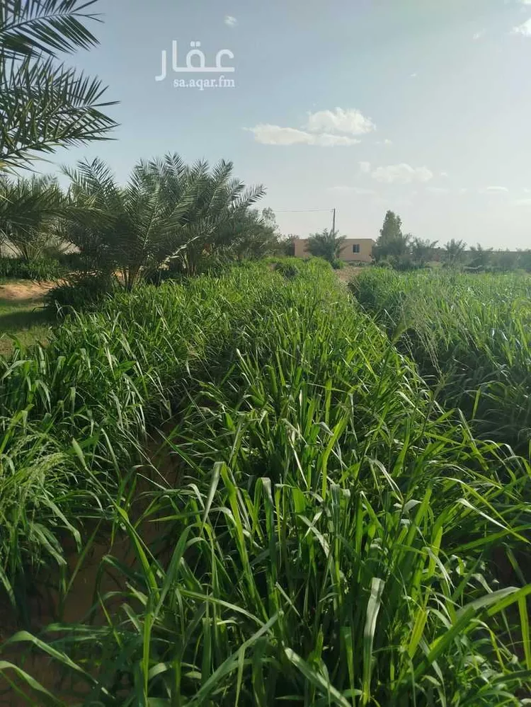 مزرعة للبيع في شارع شارع عمر بن أوس الثقفي, حي طيبة, مدينة رياض الخبراء, منطقة القصيم