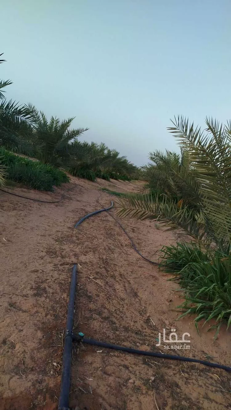 مزرعة للبيع في شارع الخضير, حي طيبة, مدينة رياض الخبراء, منطقة القصيم صورة 3