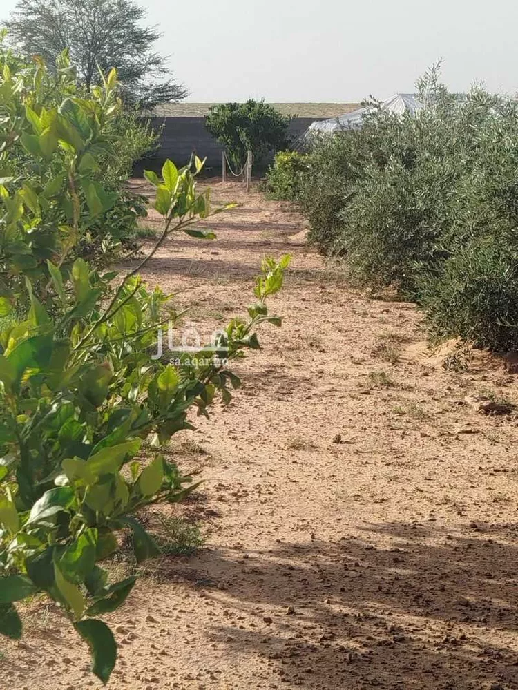 مزرعة للبيع في شارع شارع عمر بن أوس الثقفي, حي طيبة, مدينة رياض الخبراء, منطقة القصيم صورة 3