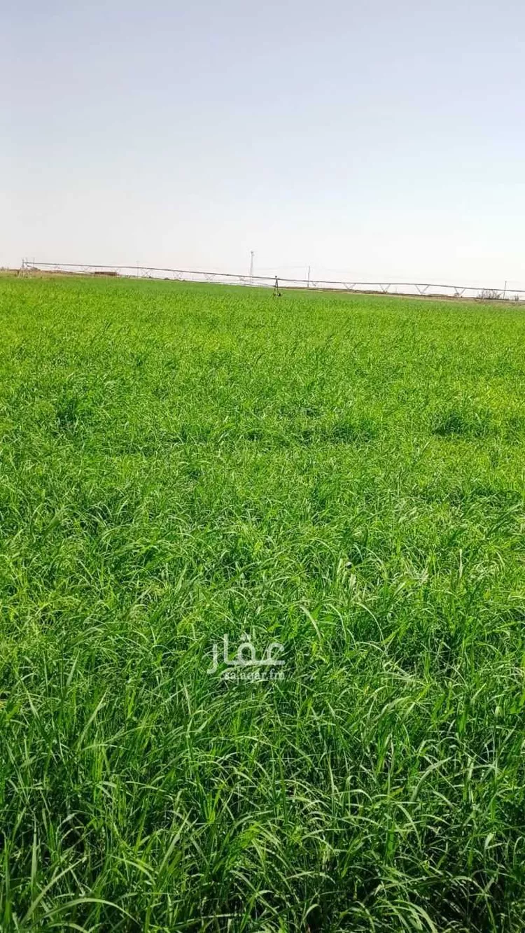 مزرعة للبيع في شارع غير مسمى, حي مزارع ابو غيل, مدينة مزارع ابو غيل, منطقة حائل 6