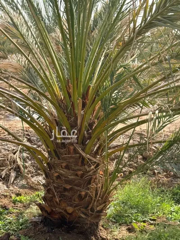 مزرعة للبيع في أبو حرامل ، العيص صورة 2