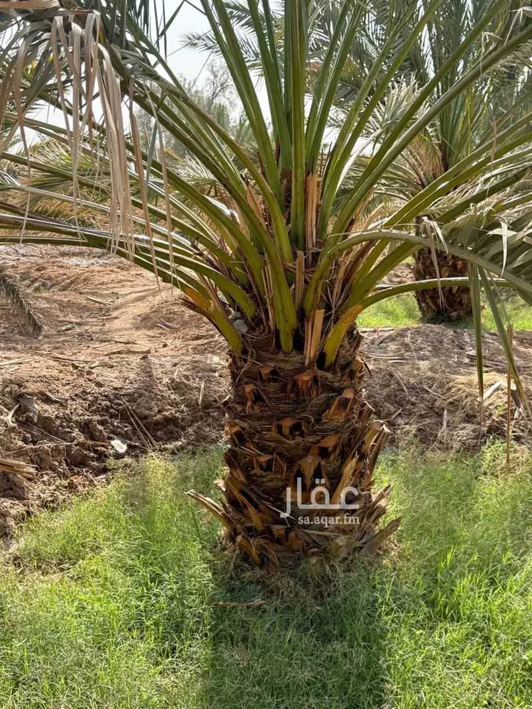 مزرعة للبيع في أبو حرامل ، العيص صورة 3