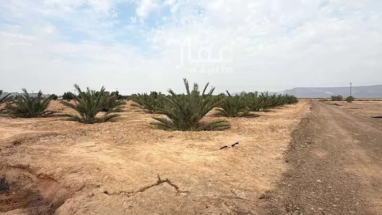 مزرعة للبيع في أبو حرامل ، العيص صورة 5