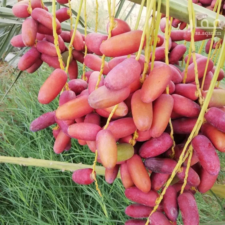 مزرعة للبيع في شارع 0000, حي هجره الذيبيه وخضراء, مدينة هجره الذيبيه وخضراء, منطقة الرياض 9