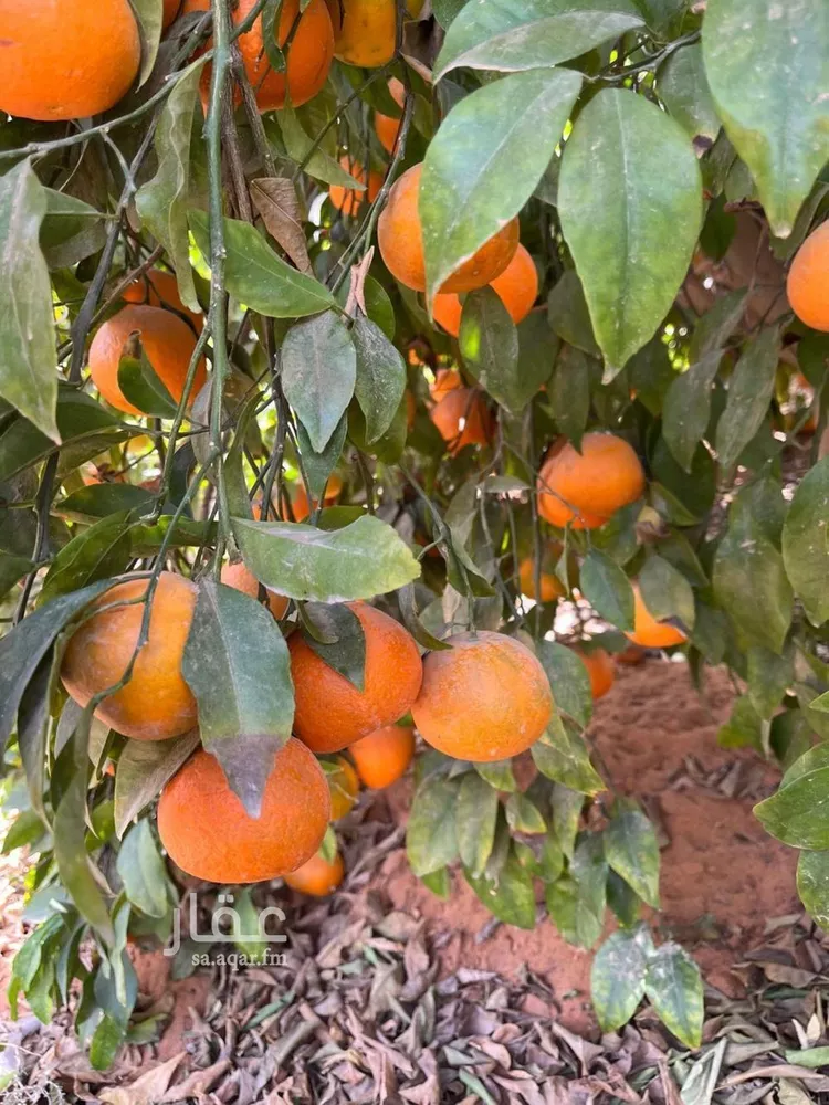 مزرعة للبيع في شارع 0000, حي هجره الذيبيه وخضراء, مدينة هجره الذيبيه وخضراء, منطقة الرياض 10