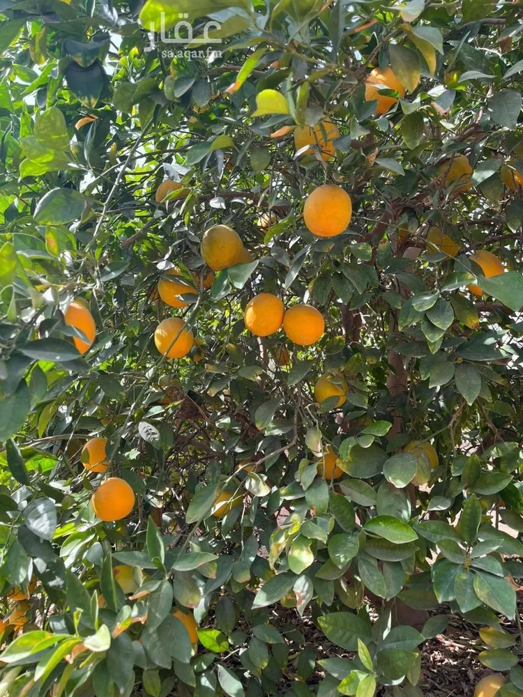 مزرعة للبيع في شارع 0000, حي هجره الذيبيه وخضراء, مدينة هجره الذيبيه وخضراء, منطقة الرياض 7