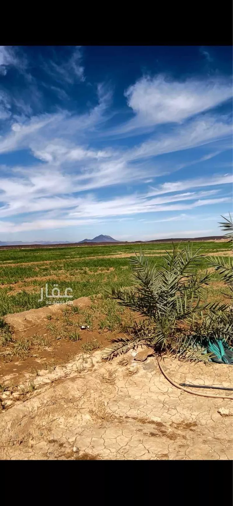 مزرعة للبيع في خيبر صورة 4