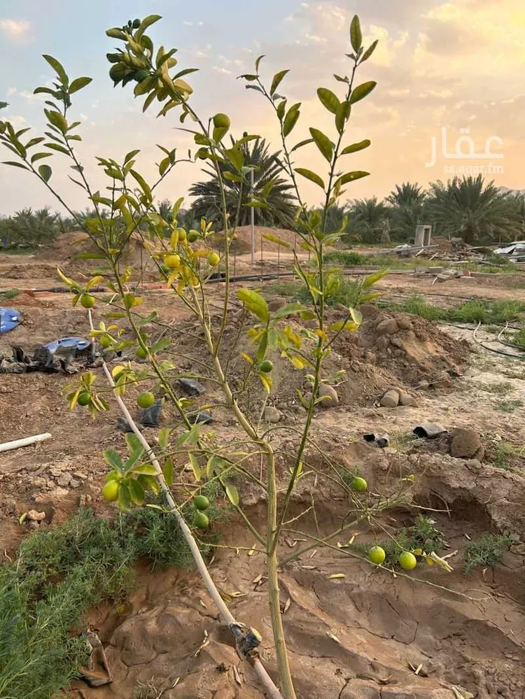 مزرعة للبيع في شارع المندسة 723, حي المندسة, مدينة المدينة المنورة, منطقة المدينة المنورة صورة 4