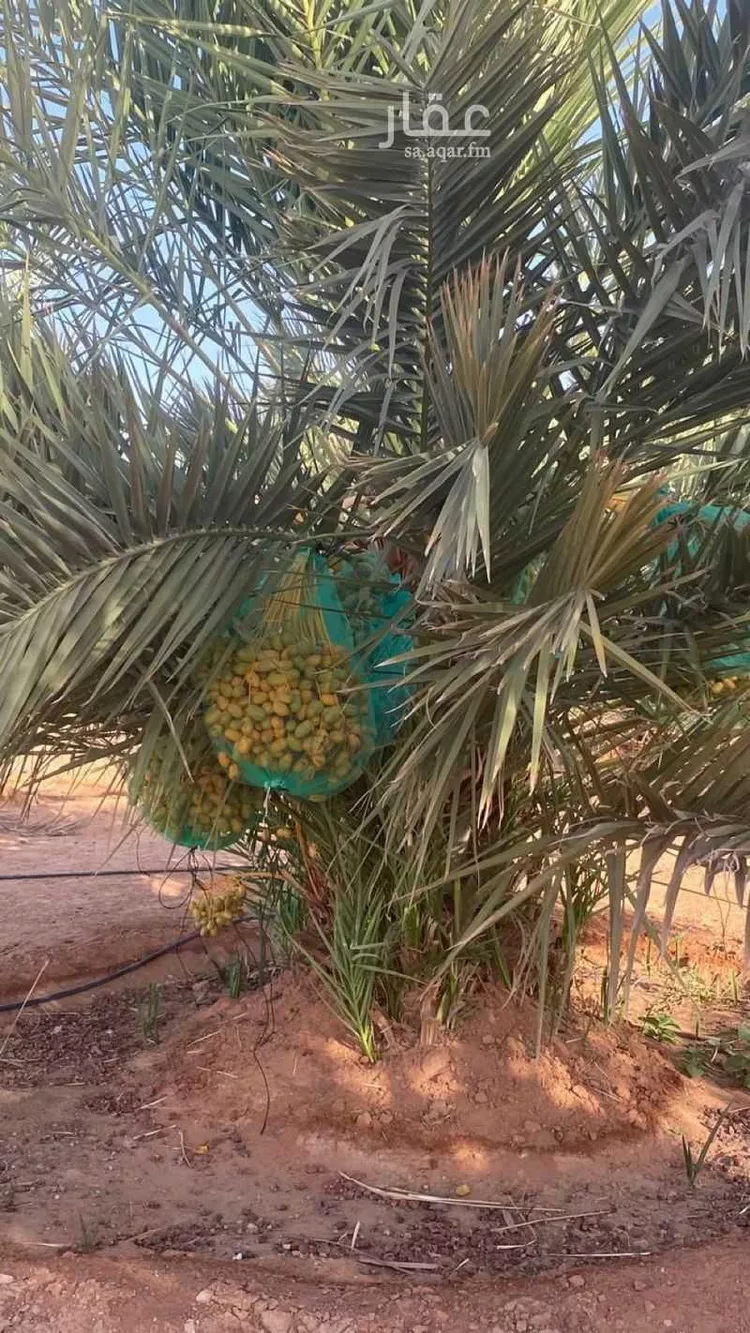 مزرعة للبيع في شارع اللغفيه 2086, حي مزارع البطينه والفرعه, مدينة مزارع البطينه والفرعه, منطقة الرياض صورة 2