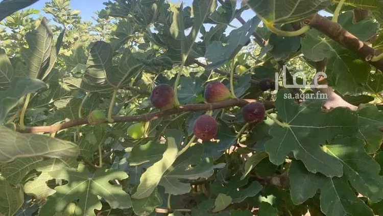 مزرعة للبيع في شارع اللغفيه 2086, حي مزارع البطينه والفرعه, مدينة مزارع البطينه والفرعه, منطقة الرياض صورة 3