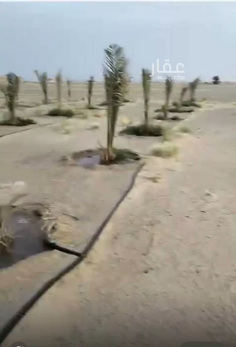أرض للبيع في مدينة  بيشه - الجنينه, منطقة عسير صورة 2
