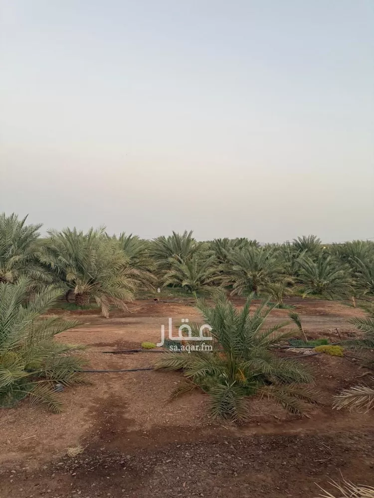 مزرعة للبيع في شارع صالح بن محمد الحسني, حي الخضراء, مدينة المدينة المنورة, منطقة المدينة المنورة صورة 2