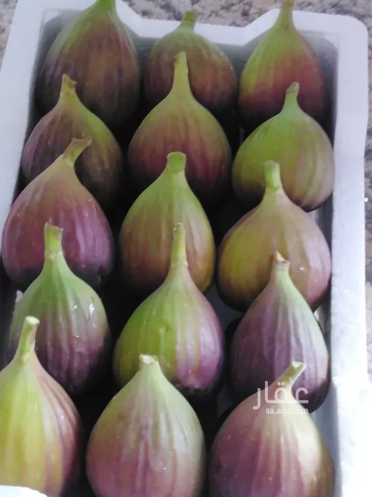 مزرعة للبيع في شارع وادي بيضان, حي الخفيق, مدينة الخفيق, منطقة المدينة المنورة صورة 3