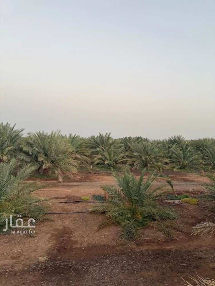 مزرعة للبيع في شارع صالح بن محمد الحسني, حي الخضراء, مدينة المدينة المنورة, منطقة المدينة المنورة صورة 5