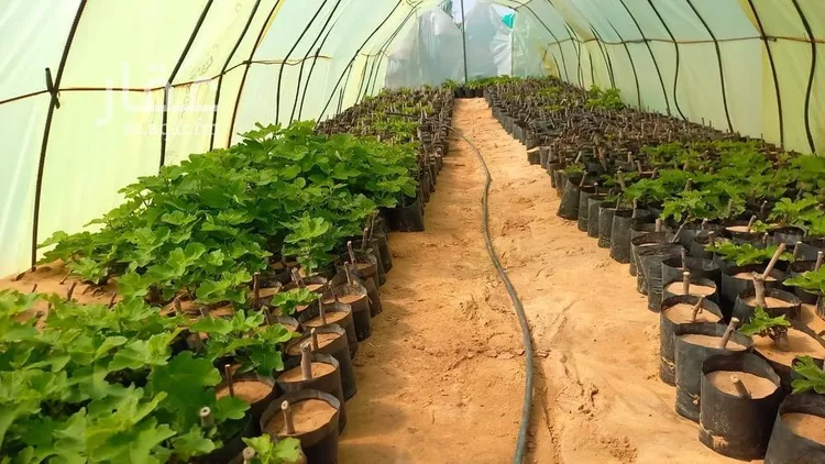 مزرعة للبيع في شارع وادي بيضان, حي الخفيق, مدينة الخفيق, منطقة المدينة المنورة