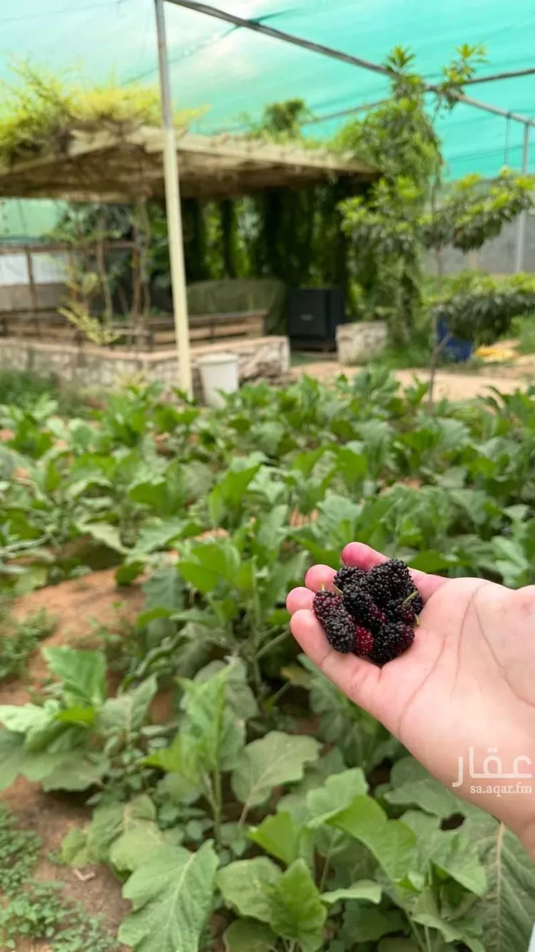 Farm for Sale in Al Muzahimiyah Al Ulaya صورة 2