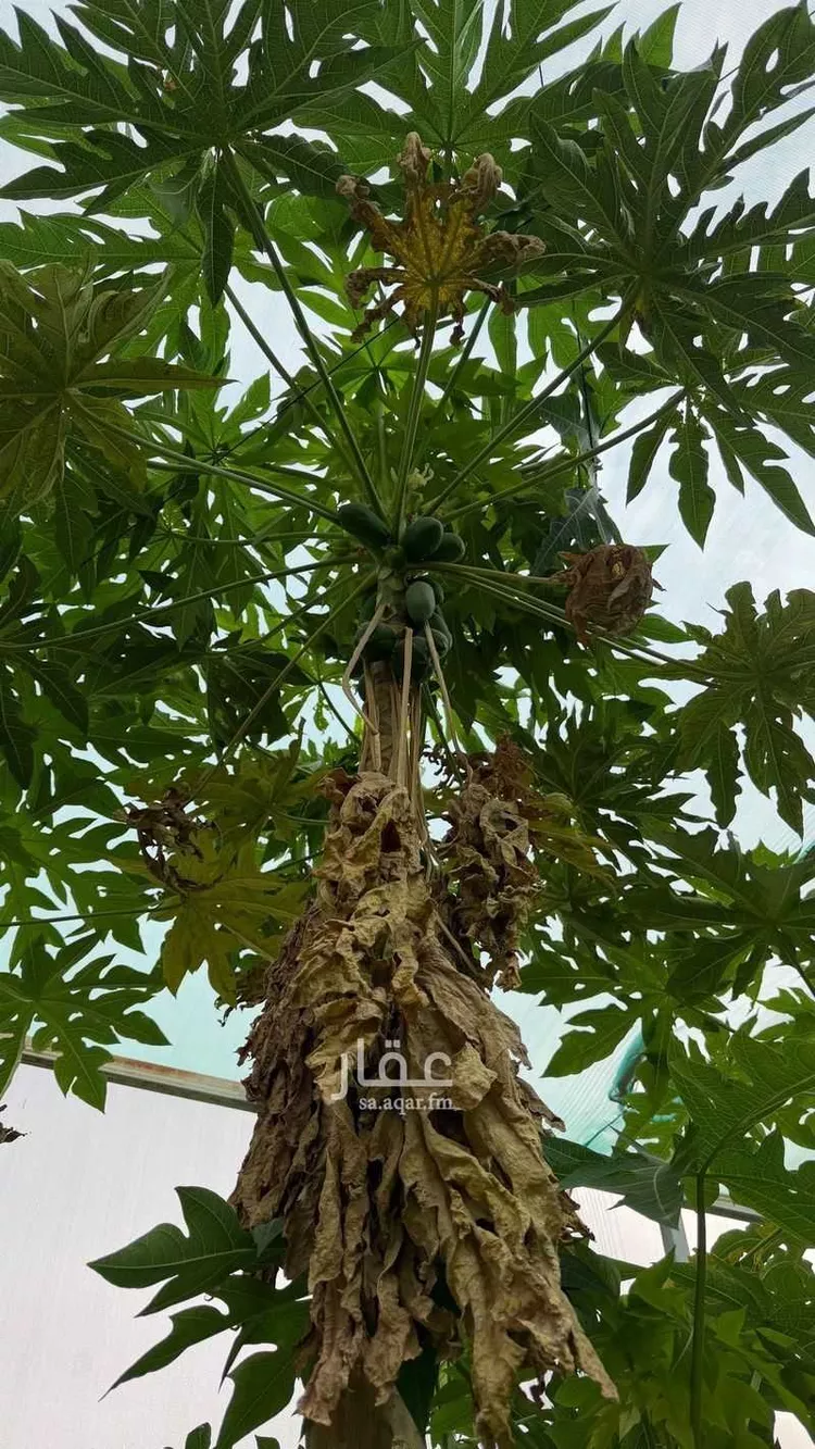 Farm for Sale in Al Muzahimiyah Al Ulaya صورة 3