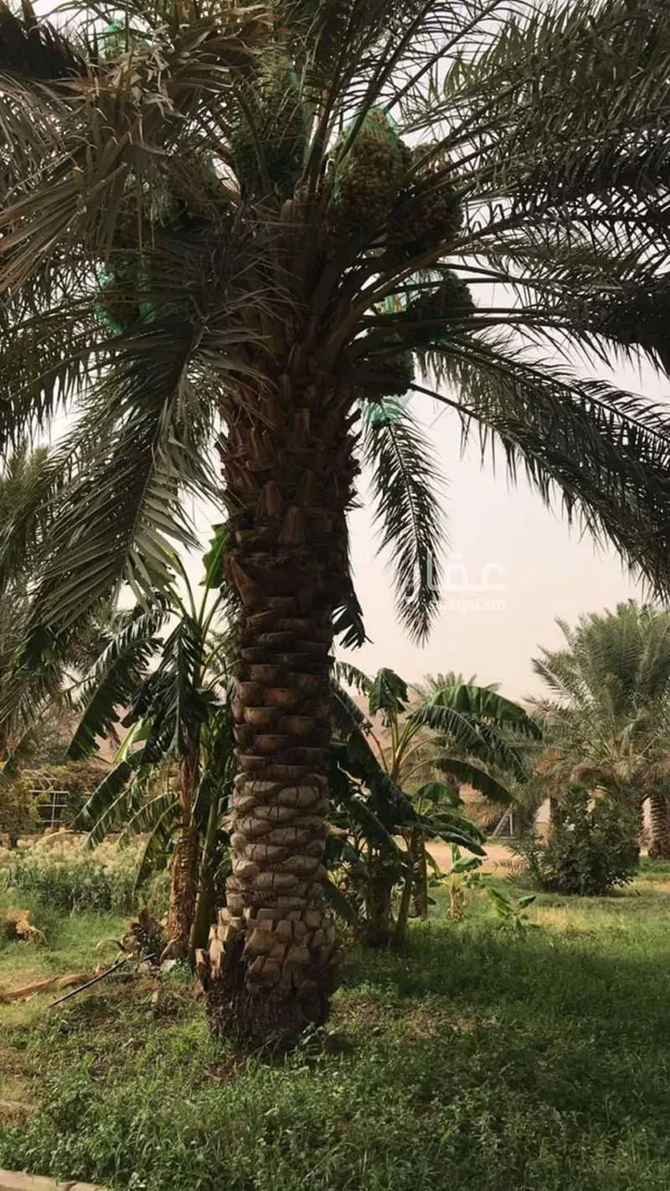 استراحة للبيع في شارع العماريه 615, حي مشروع مخطط استراحات, مدينة مشروع مخطط استراحات, منطقة الرياض صورة 4