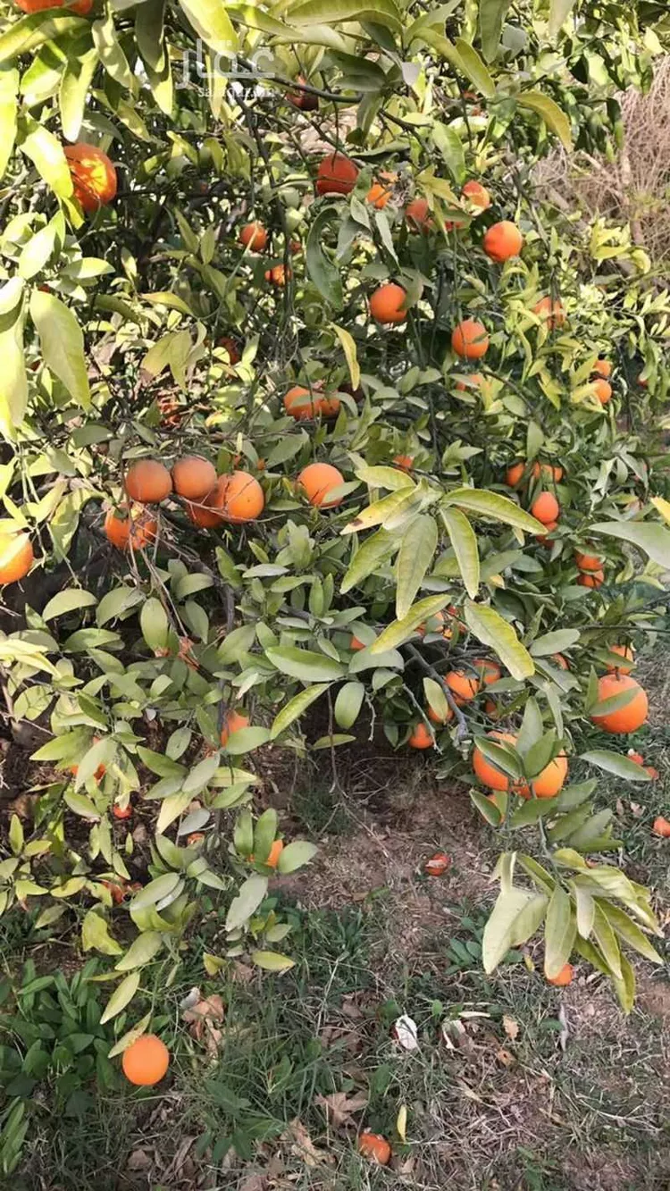 استراحة للبيع في شارع العماريه 615, حي مشروع مخطط استراحات, مدينة مشروع مخطط استراحات, منطقة الرياض صورة 5