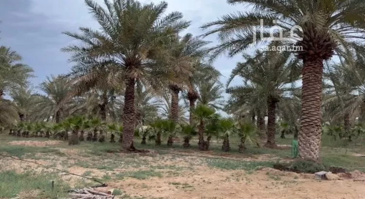 Farm for rent in Safwa Ad Duraydi صورة 3