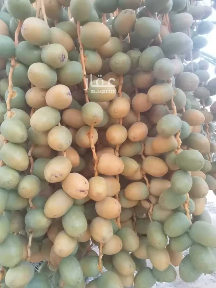 مزرعة للبيع في شارع القصرين ، رياض الخبراء ، بريدة صورة 2