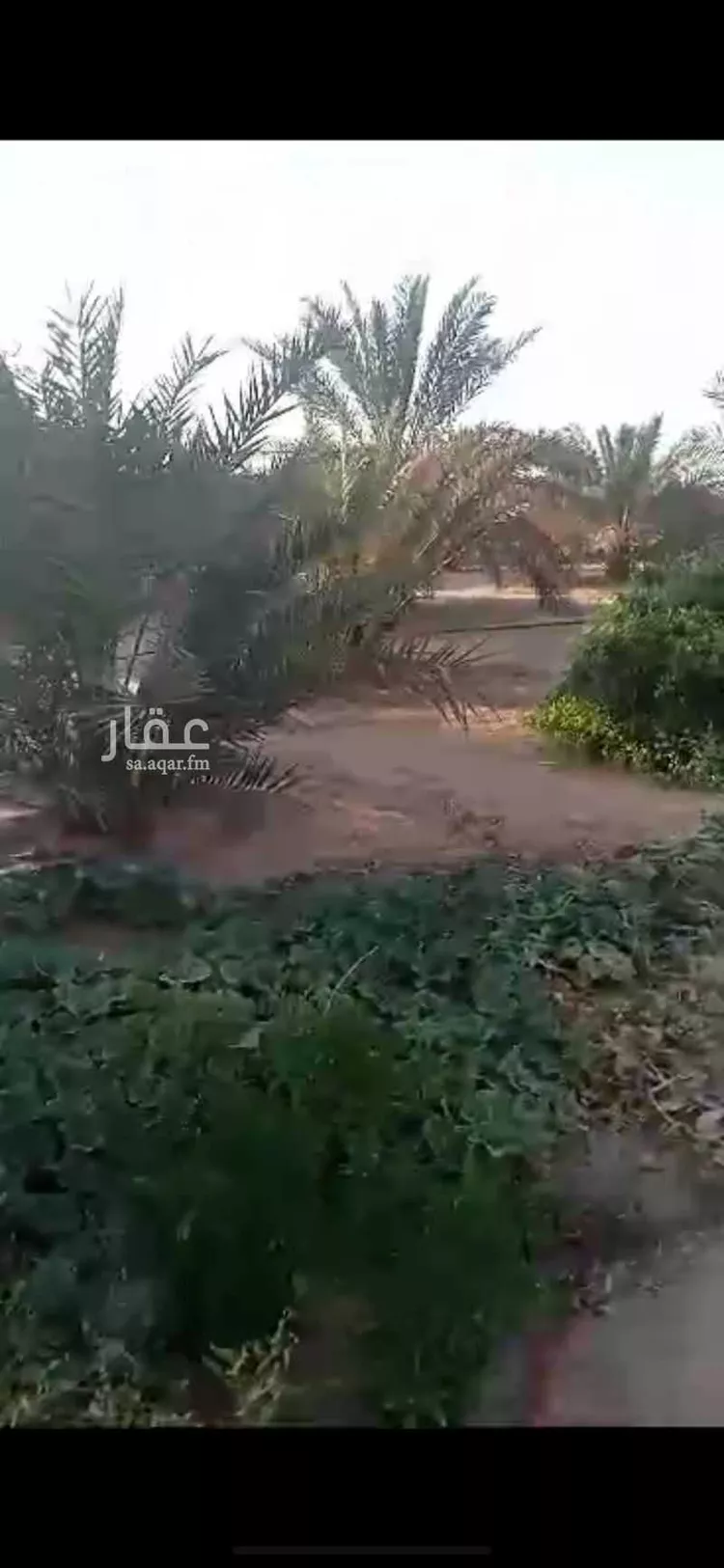 مزرعة للبيع في شارع القصرين ، رياض الخبراء ، بريدة صورة 4