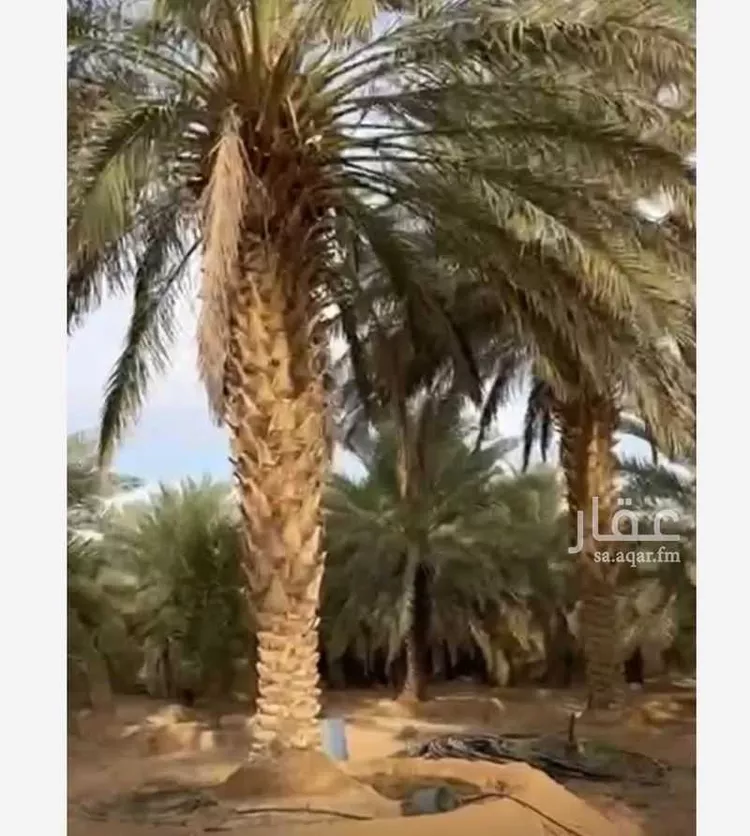 استراحة للبيع في شارع مسلم بن يسار, حي البديع الشرقى, مدينة ضرما, منطقة الرياض صورة 4