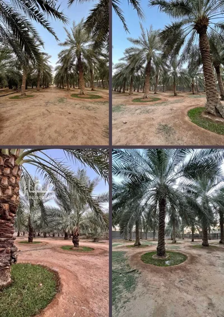 مزرعة للبيع في شارع النضر بن نزار, حي العليا, مدينة عنيزة, منطقة القصيم صورة 3