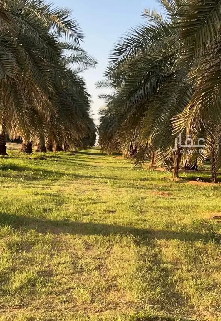 مزرعة للبيع في حي المنتزة, مدينة البكيرية, منطقة القصيم