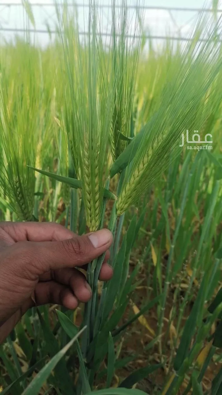 أرض للبيع في شارع جرش, حي الجبعاوية (جريش), مدينة الجبعاوية (جريش), منطقة تبوك صورة 5