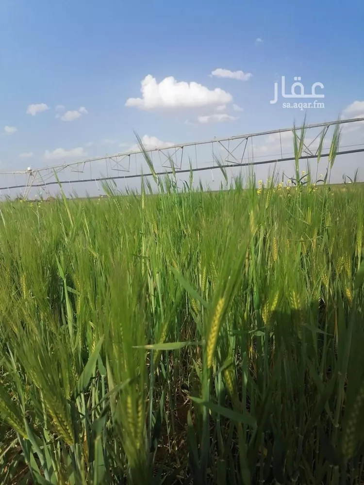 أرض للبيع في شارع جرش, حي الجبعاوية (جريش), مدينة الجبعاوية (جريش), منطقة تبوك صورة 5