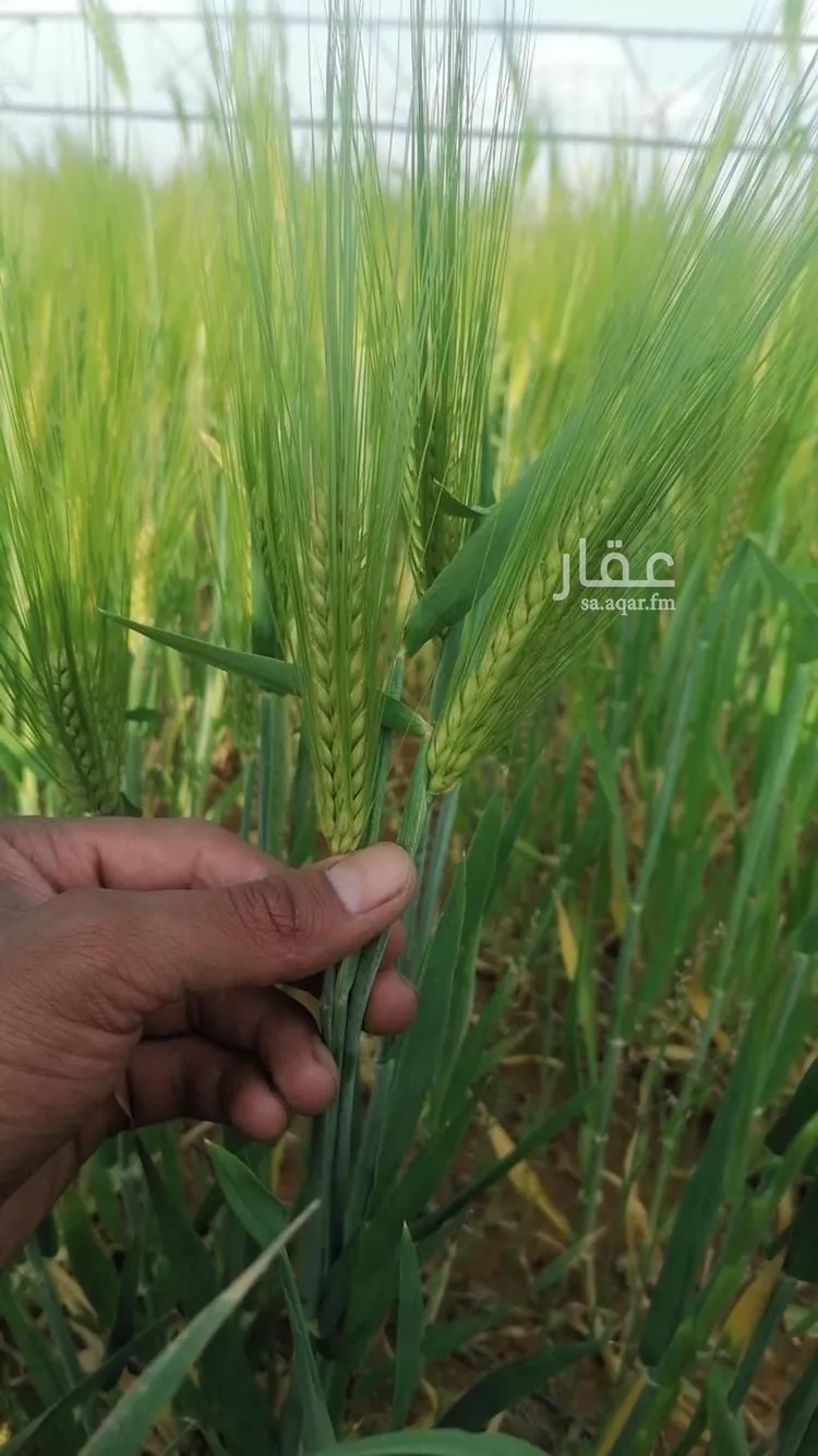 مزرعة للبيع في شارع لايوجد, حي الجبعاوية (جريش), مدينة الجبعاوية (جريش), منطقة تبوك