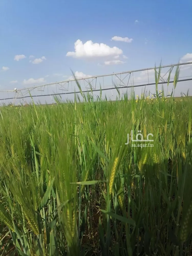 مزرعة للبيع في شارع لايوجد, حي الجبعاوية (جريش), مدينة الجبعاوية (جريش), منطقة تبوك 6