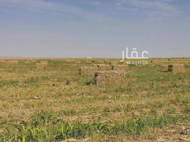 مزرعة للبيع في شارع لايوجد, حي الجبعاوية (جريش), مدينة الجبعاوية (جريش), منطقة تبوك صورة 5