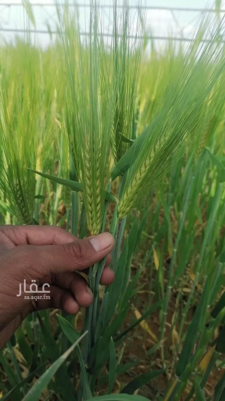 أرض للبيع في شارع جرش, حي الجبعاوية (جريش), مدينة الجبعاوية (جريش), منطقة تبوك صورة 3