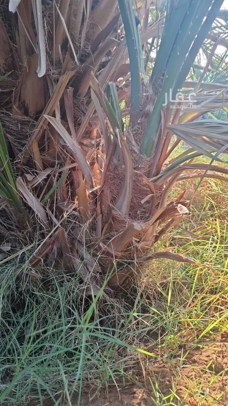 Farm for rent in Al Ula Al Aziziyah