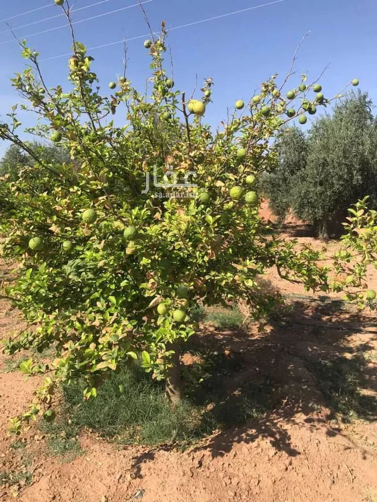 مزرعة للبيع في العدوة ، الشنان صورة 3