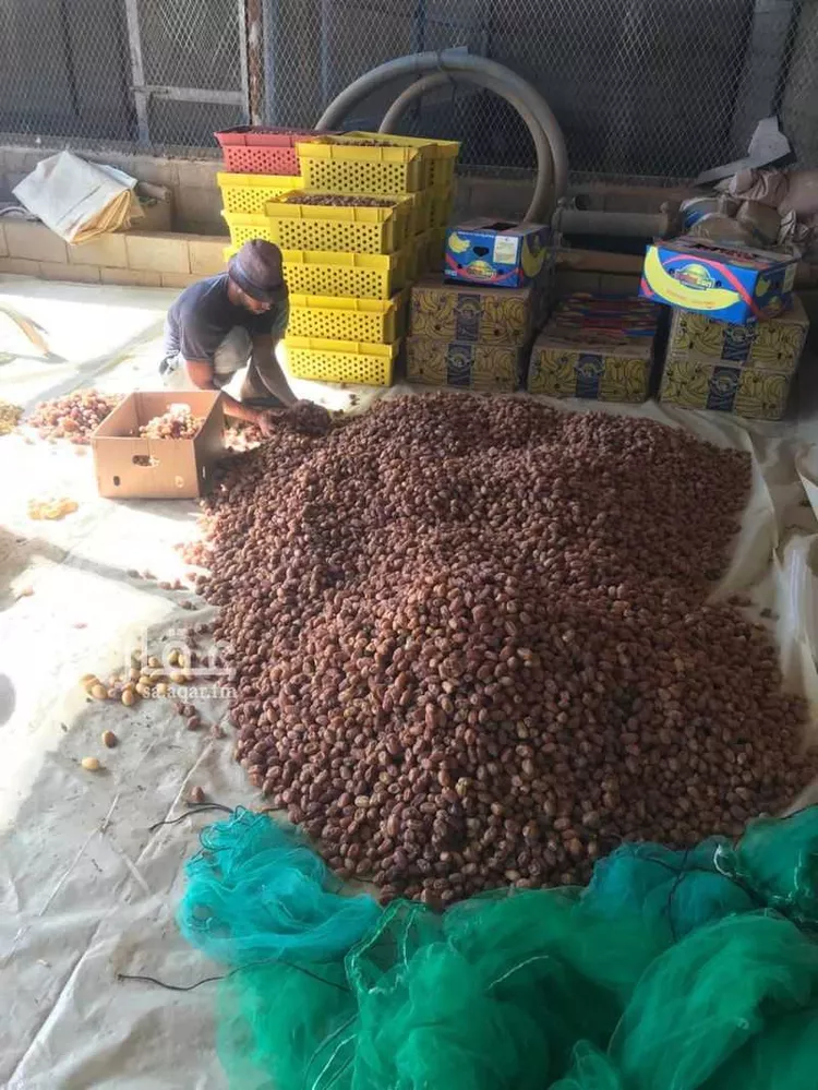 مزرعة للبيع في العدوة ، الشنان صورة 5