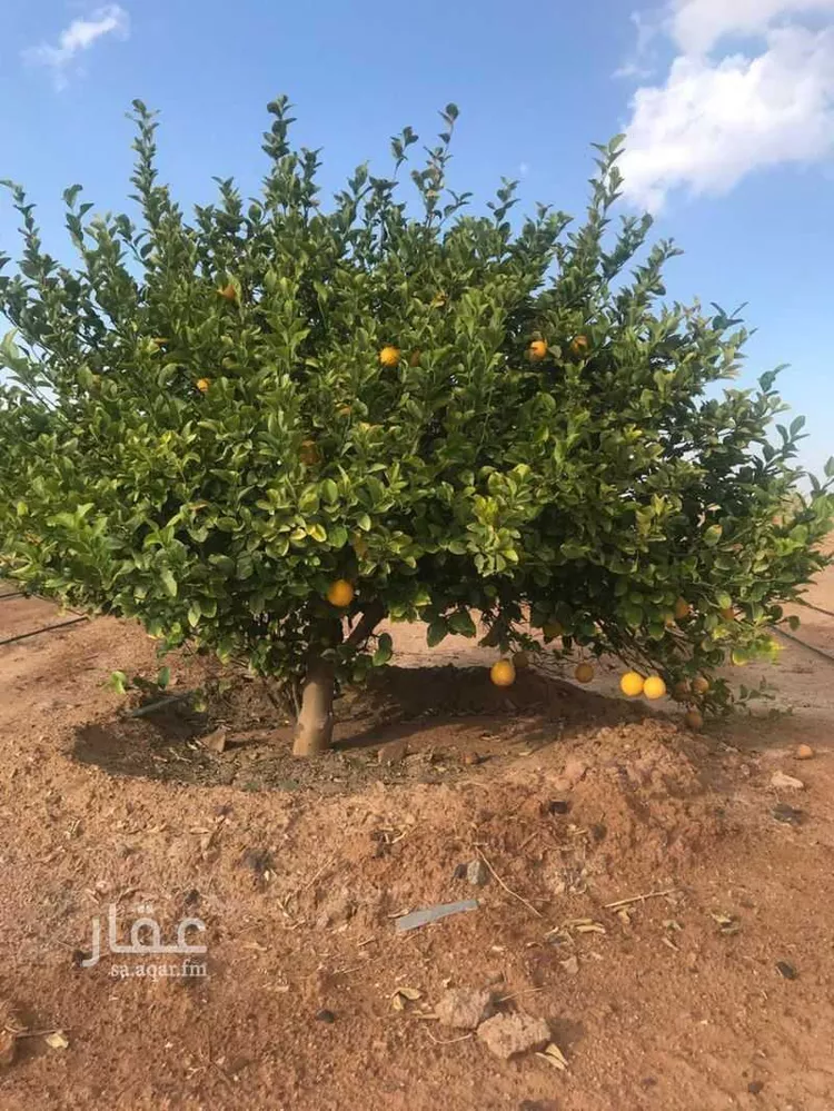 مزرعة للبيع في العدوة ، الشنان صورة 2