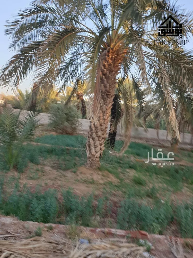 مزرعة للبيع في شارع عثمان ابن عفان, حي وادي الحمض, مدينة المدينة المنورة, منطقة المدينة المنورة صورة 4