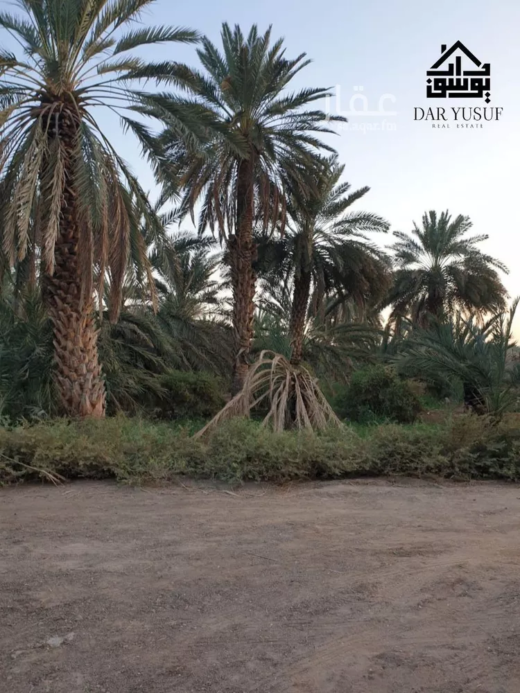 مزرعة للبيع في شارع عثمان ابن عفان, حي وادي الحمض, مدينة المدينة المنورة, منطقة المدينة المنورة صورة 3