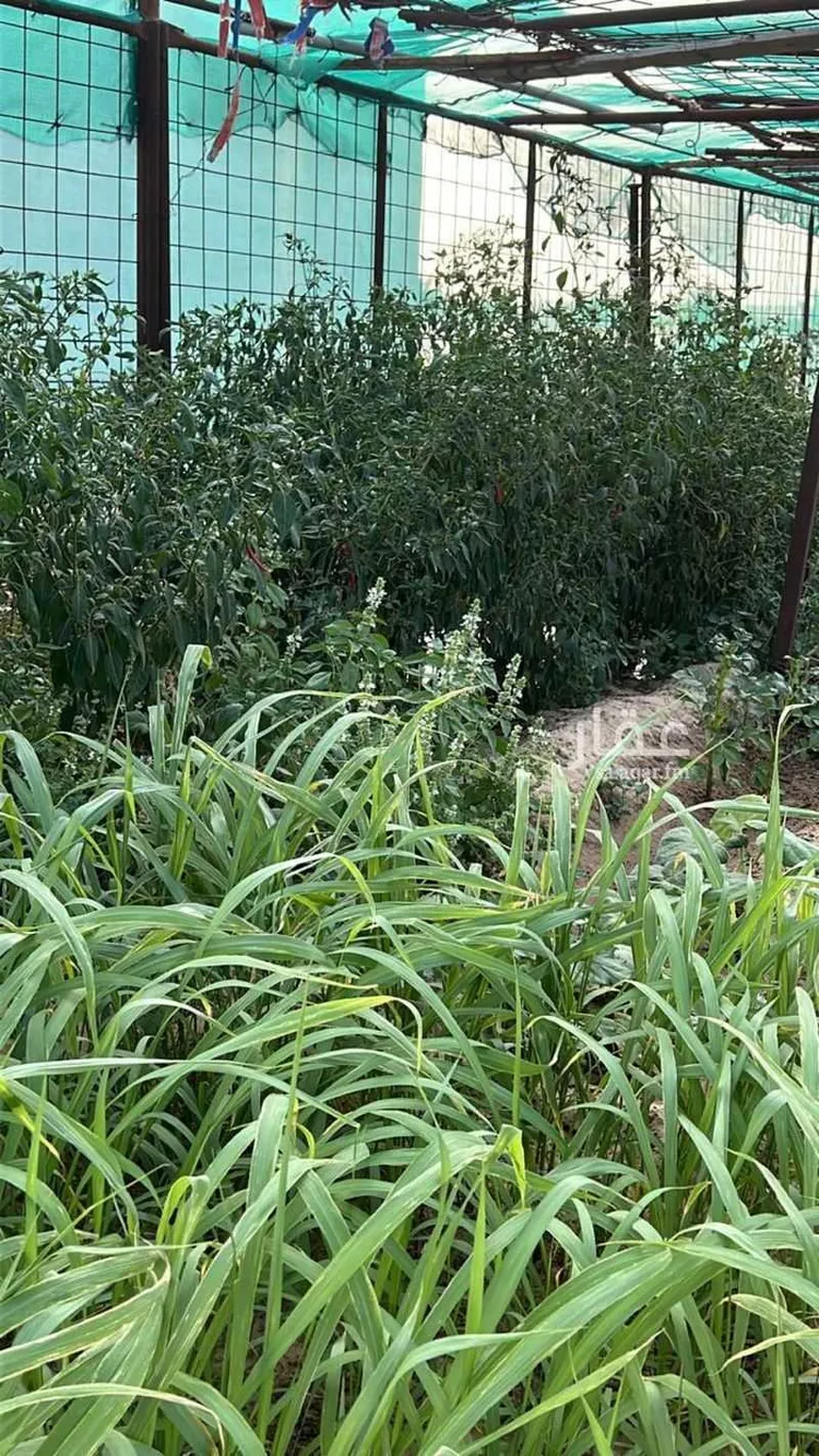 Farm for Sale in Dammam King Fahd Airport صورة 5