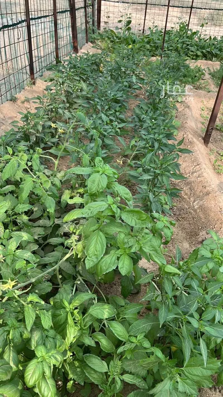 مزرعة للبيع في حي الرافعيه, مدينة الرافعيه, المنطقة الشرقية صورة 3