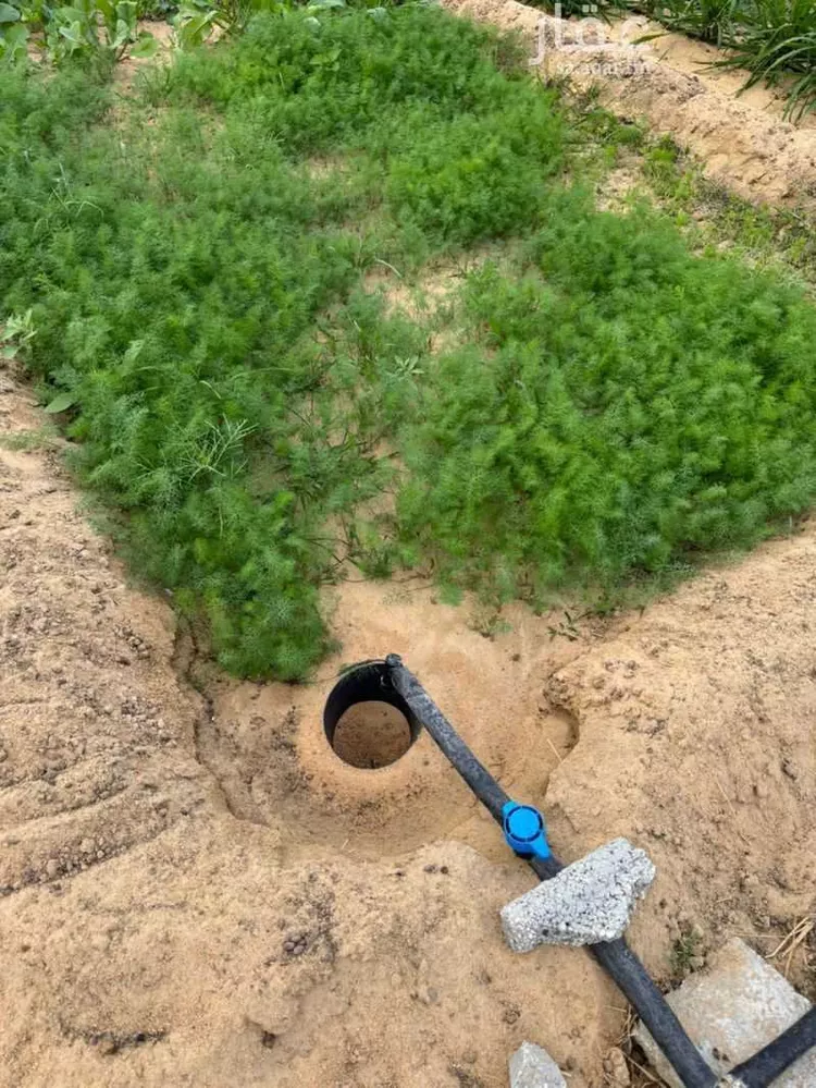 مزرعة للبيع في حي الرافعيه, مدينة الرافعيه, المنطقة الشرقية صورة 5