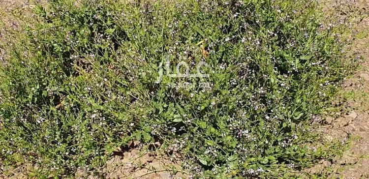 مزرعة للبيع في تبوك ، منطقة تبوك صورة 3