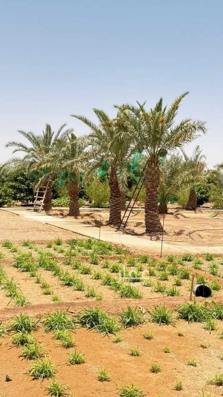 مزرعة للبيع في حي مخطط رقم 0941, مدينة الجلة, منطقة الرياض 18