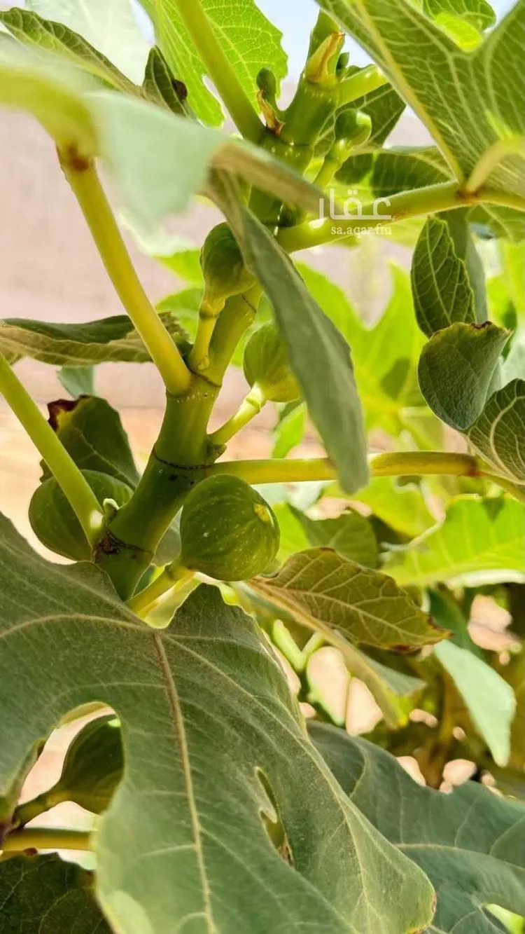 مزرعة للبيع في حي مخطط رقم 0941, مدينة الجلة, منطقة الرياض 20