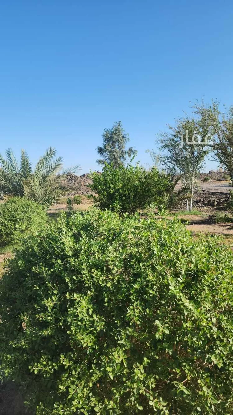 Farm for Sale in Medina Al Jassah